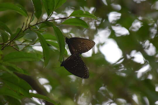 Euploea phaenareta Schaller 1785的圖片