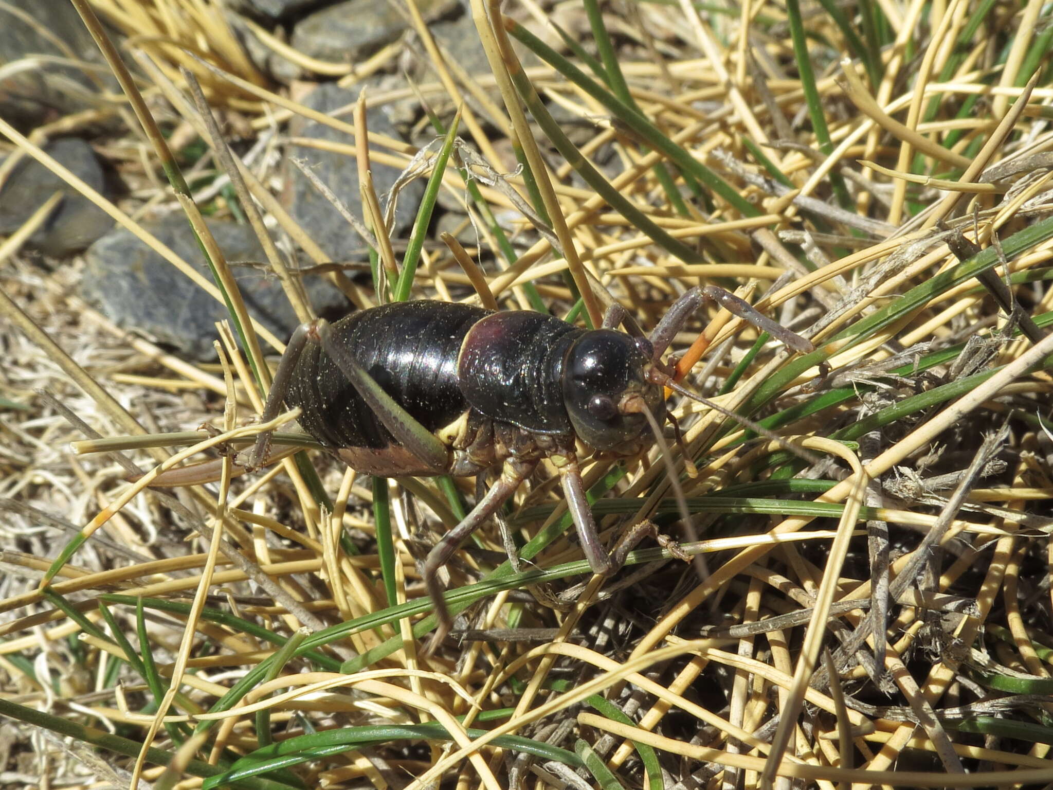 Image of Sierra Nevadan Saddle Bush-cricket