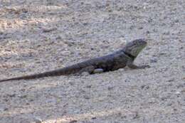 Image of Barred Spiny Lizard