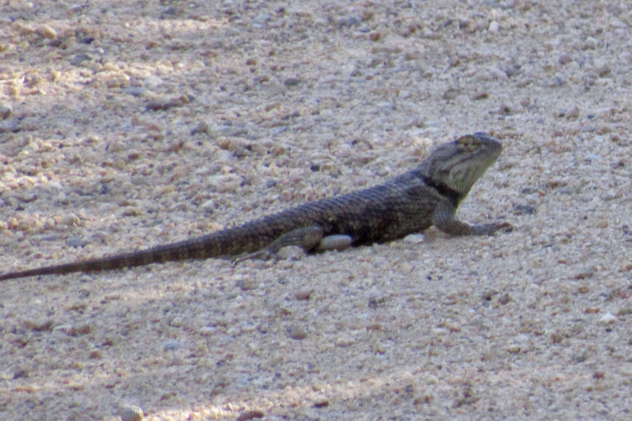 Image of Barred Spiny Lizard