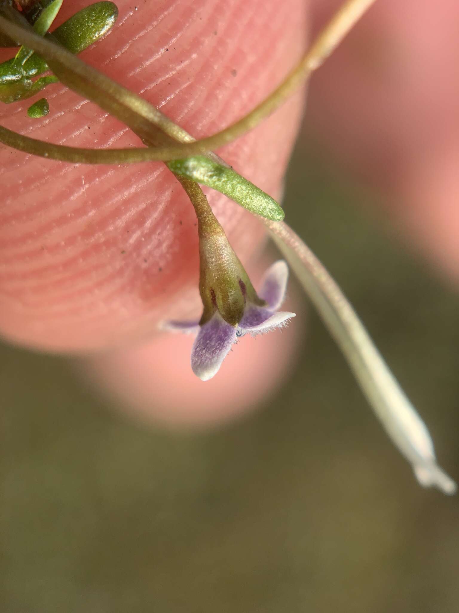 Sivun Limosella longiflora Kuntze kuva