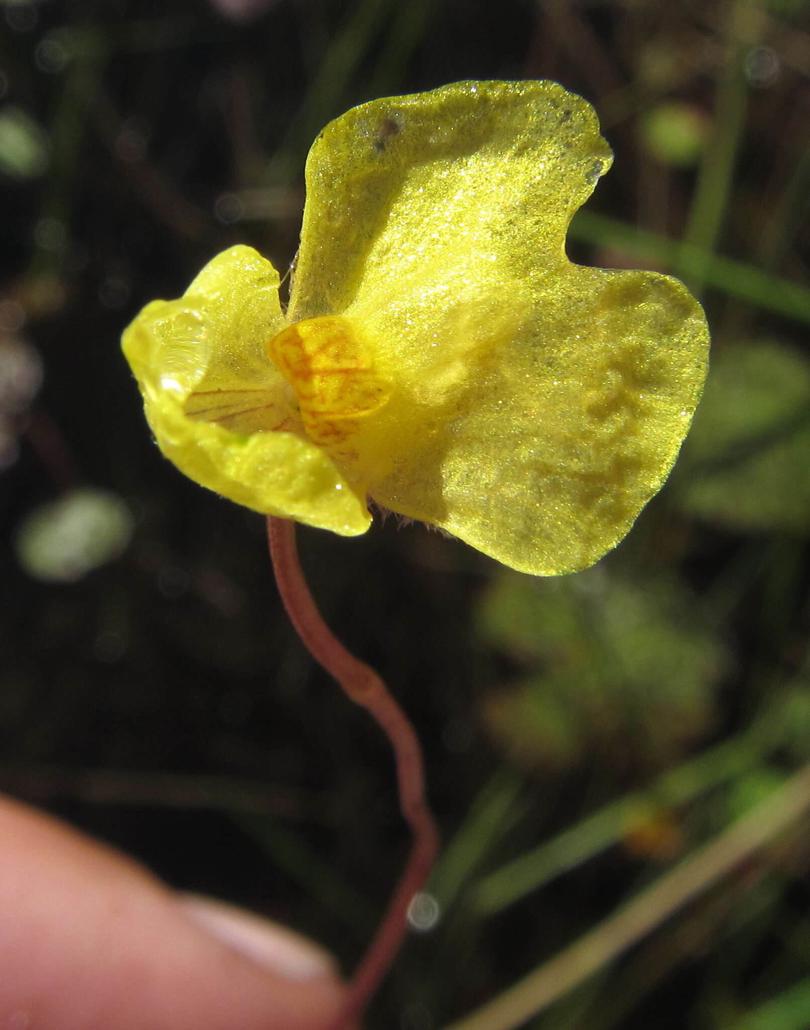 Image de Utricularia reflexa Oliv.
