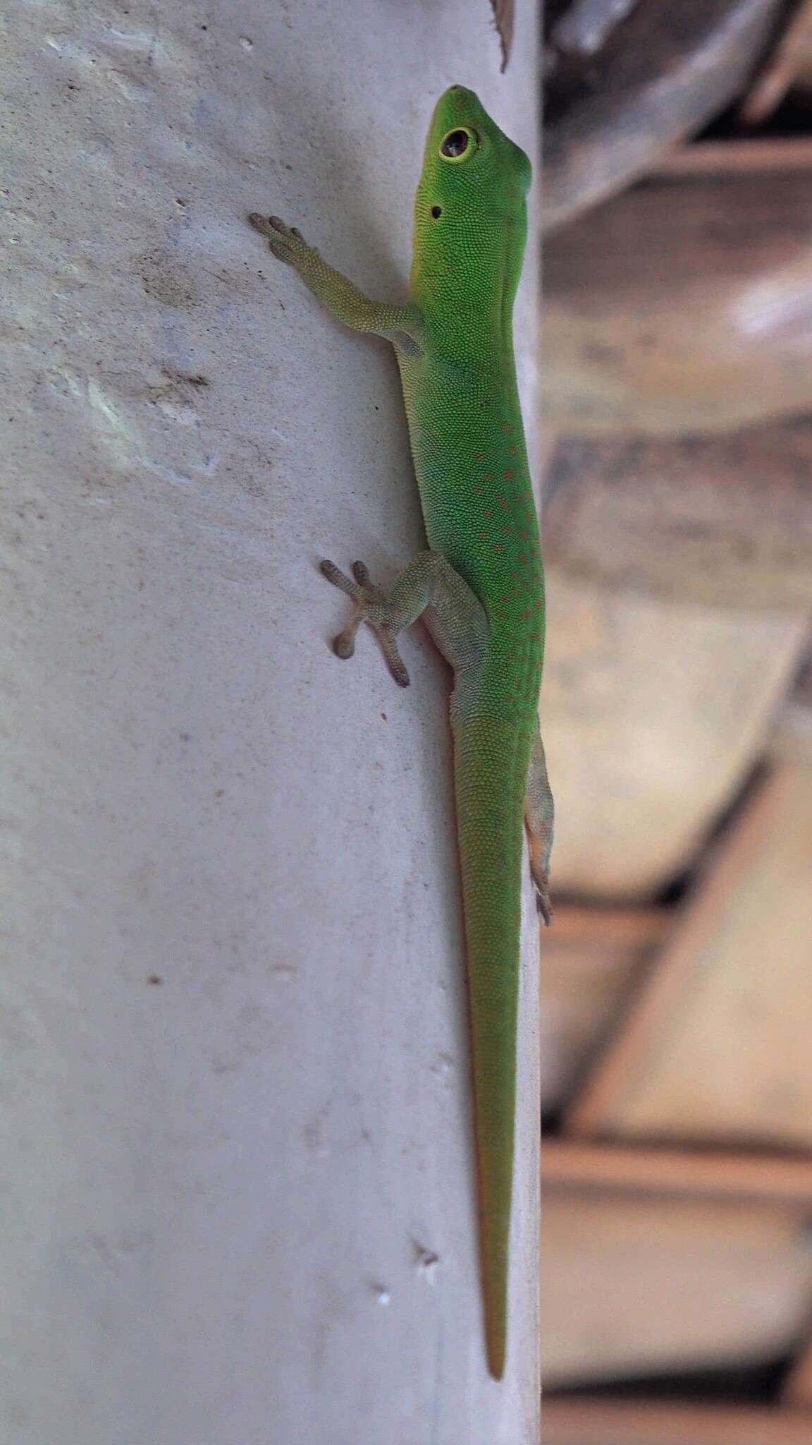 Imagem de Phelsuma v-nigra v-nigra Boettger 1913