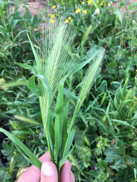 Image of smooth barley