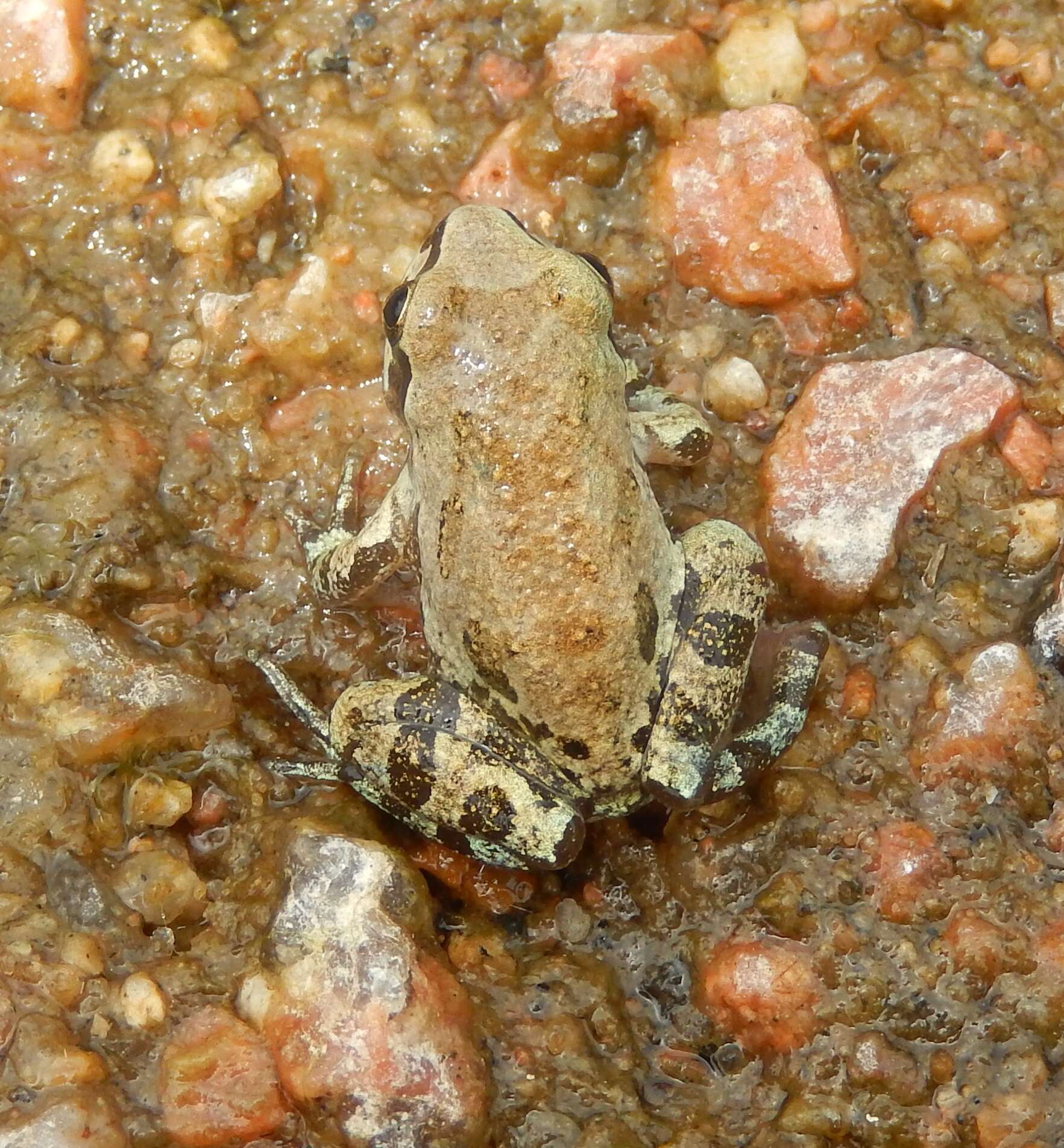 Image of Strecker's Chorus Frog