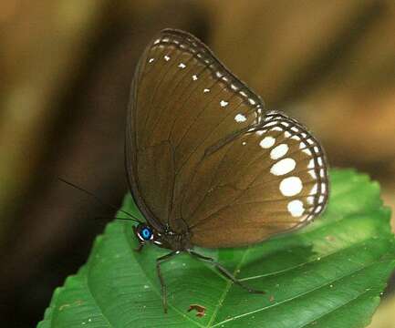 Ethope diademoides Moore 1878 resmi