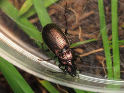 Imagem de Pterostichus (Oreophilus) multipunctatus (Dejean 1828)