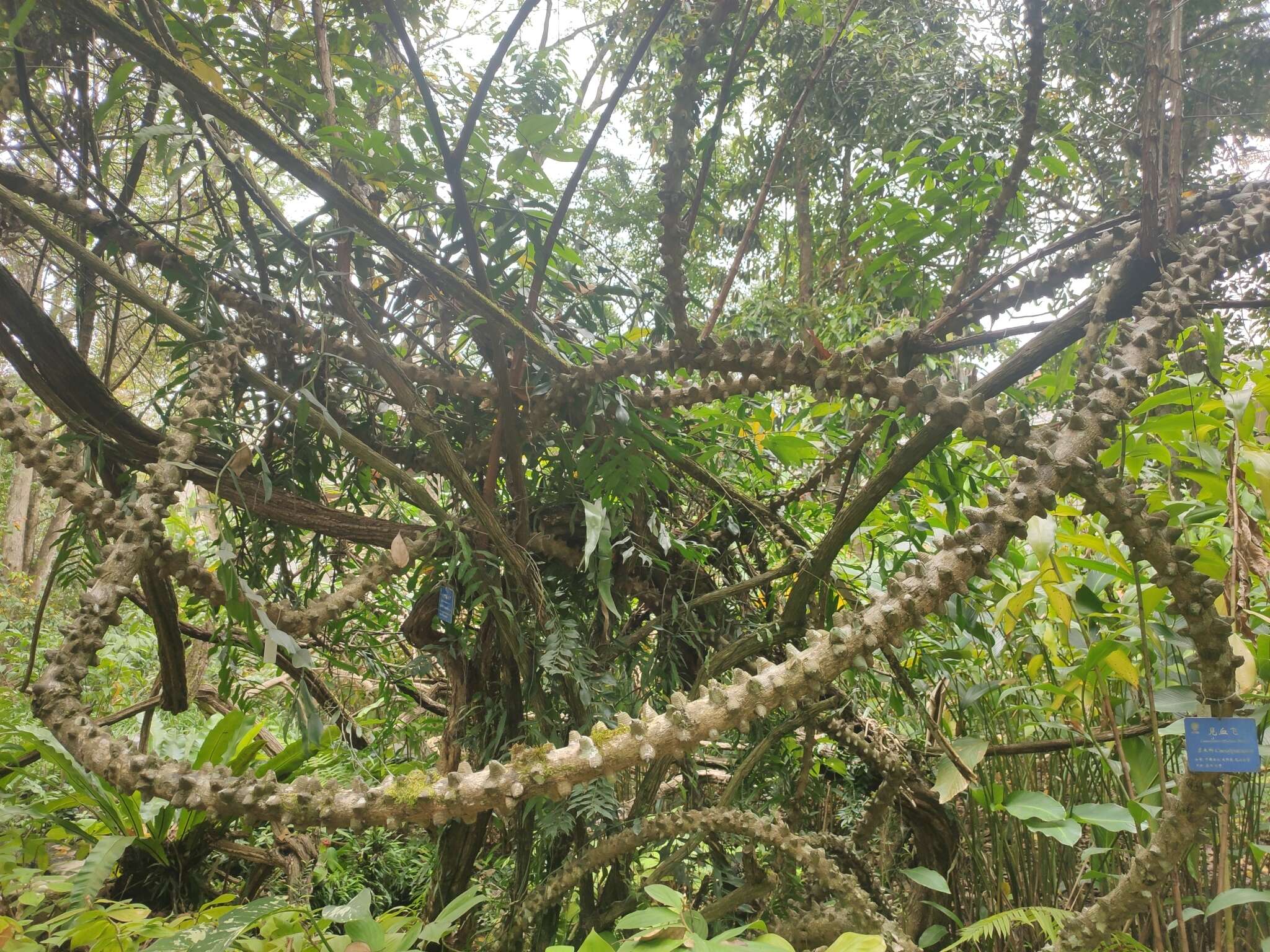 Image of Caesalpinia cucullata Roxb.