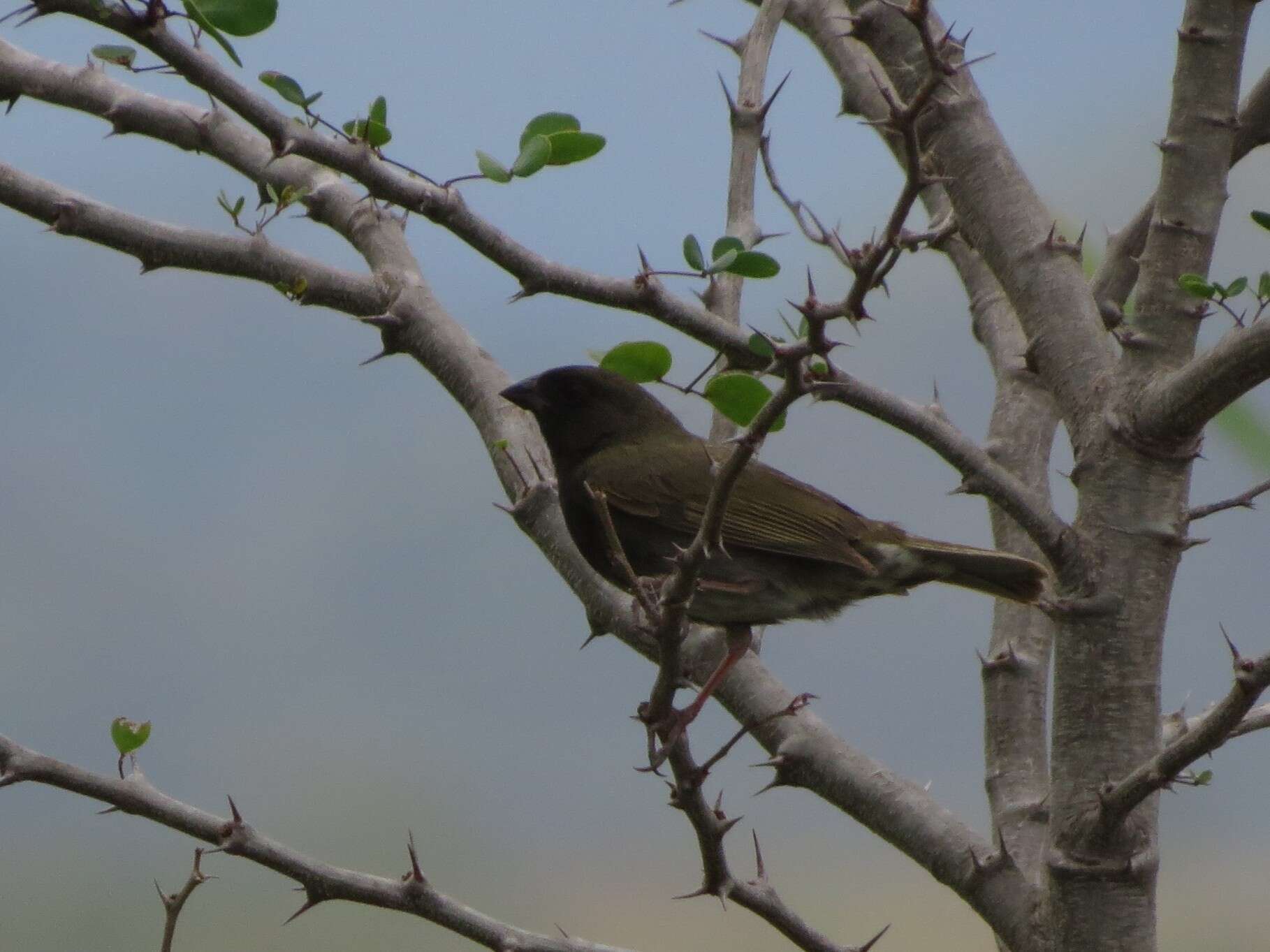 Imagem de Melanospiza bicolor (Linnaeus 1766)