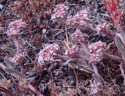 Image of Monterey spineflower