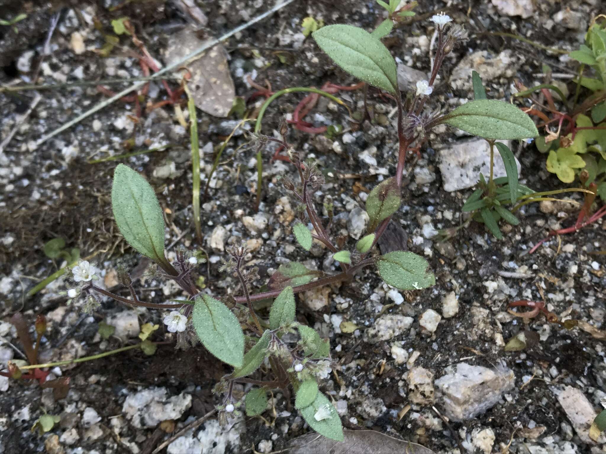 Image of Eisen's phacelia