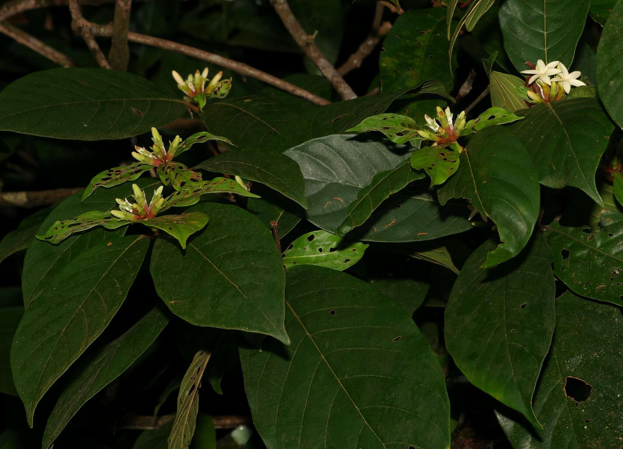 Image of Amaioua guianensis Aubl.