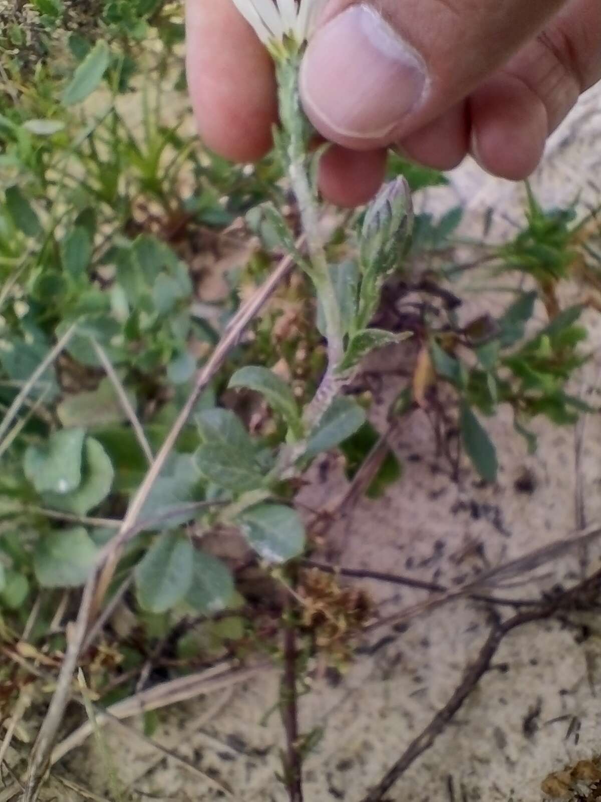 Image of Noticastrum hatschbachii E. M. Zardini