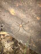Image of Golden Harvestman
