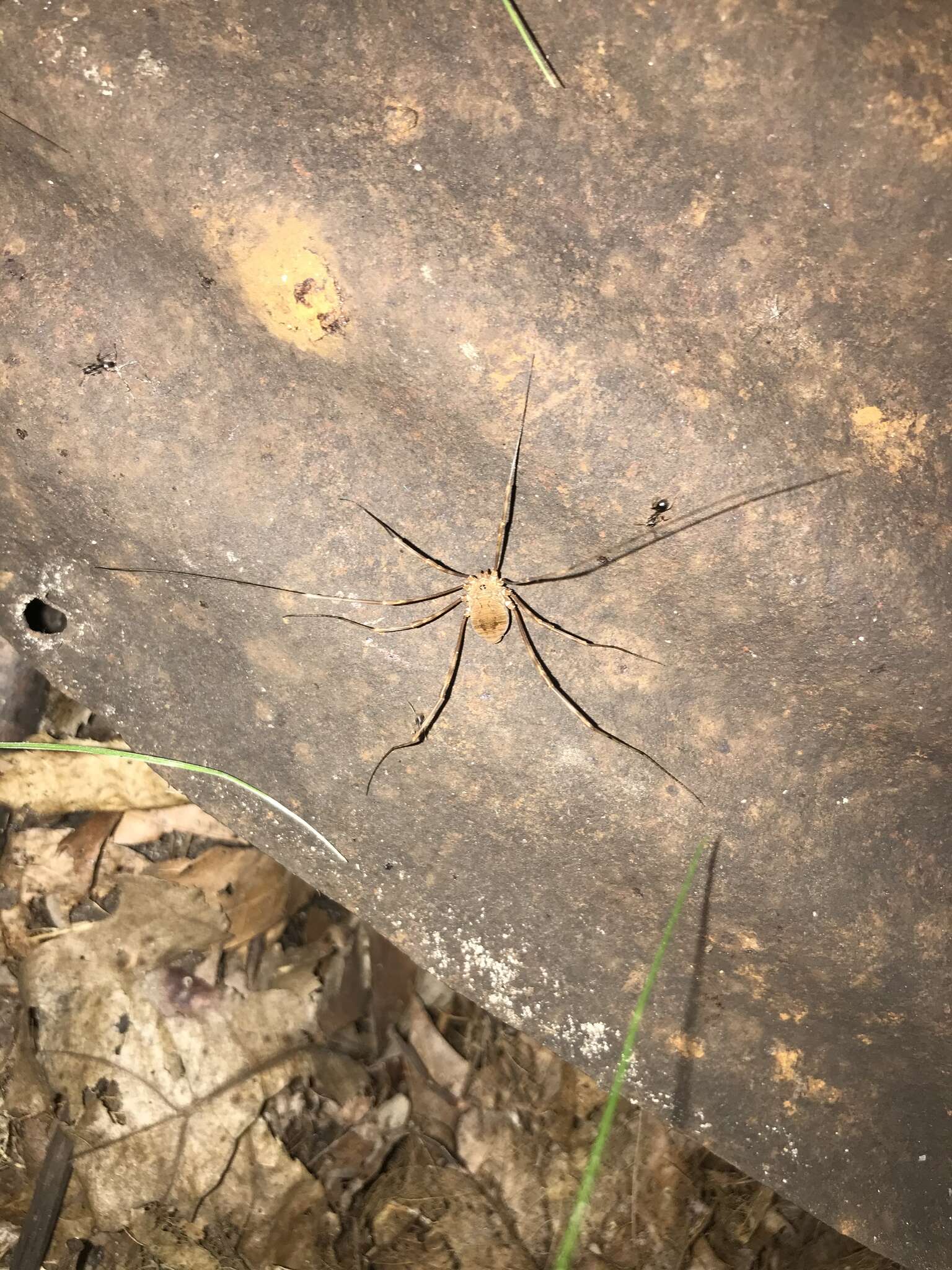 Image of Golden Harvestman