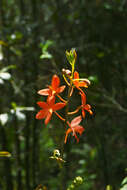 Image of Prosthechea vitellina (Lindl.) W. E. Higgins