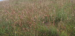 Image of Red grass