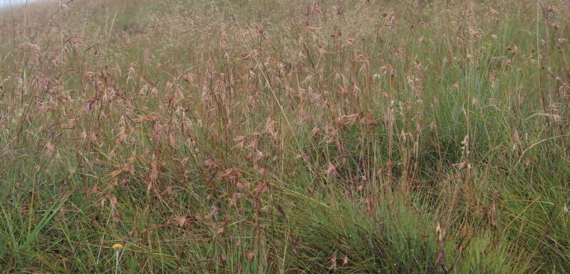 Image of Red grass