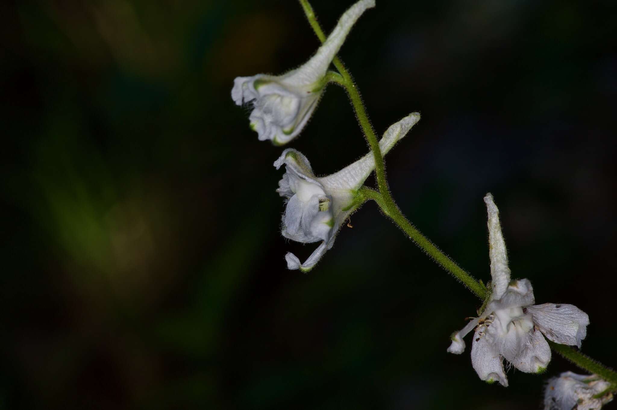 Delphinium carolinianum subsp. vimineum (D. Don) M. J. Warnock的圖片