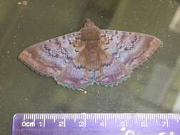 Image of Plain cloak moth