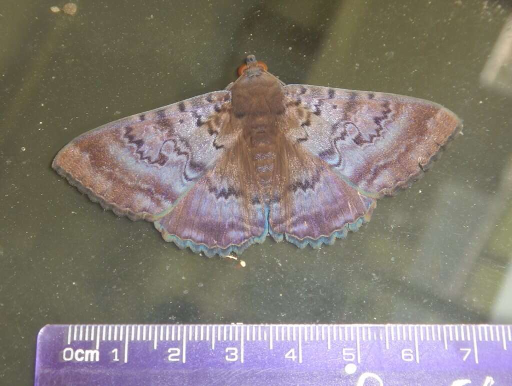 Image of Plain cloak moth