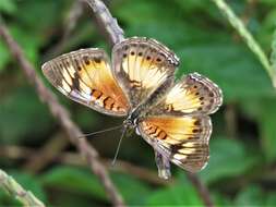 Image of Junonia sophia Fabricius 1793