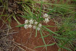 Image of Hooded meadow-star