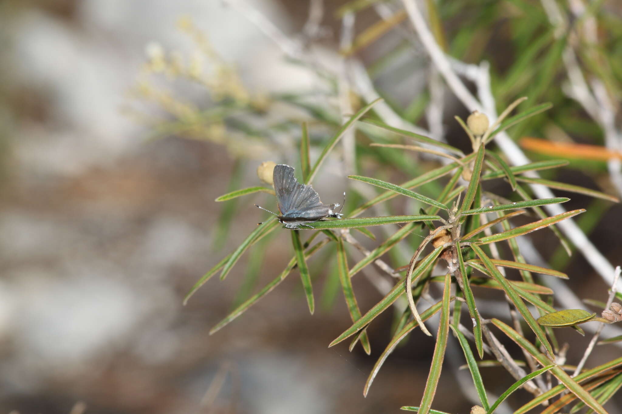 Image of Bartram's hairstreak Butterfly