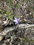 Imagem de Caladenia major (R. Br.) Rchb. fil.