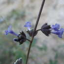 Image of Mesosphaerum collinum (Brandegee) Harley & J. F. B. Pastore