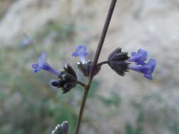 Image of Mesosphaerum collinum (Brandegee) Harley & J. F. B. Pastore