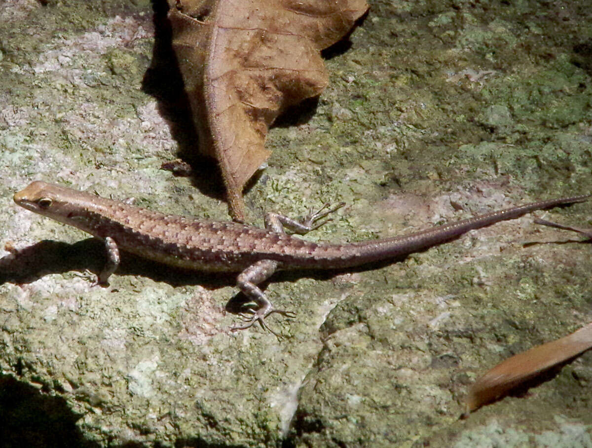 Image of Saxicoline Sunskink