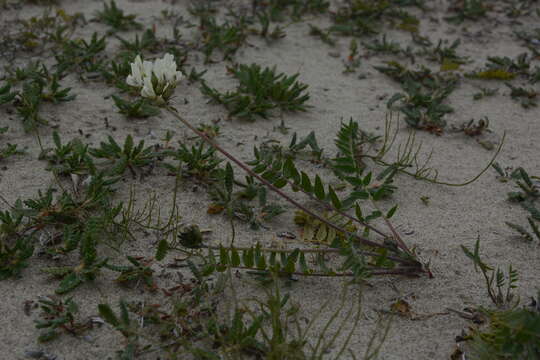 Plancia ëd Oxytropis sordida