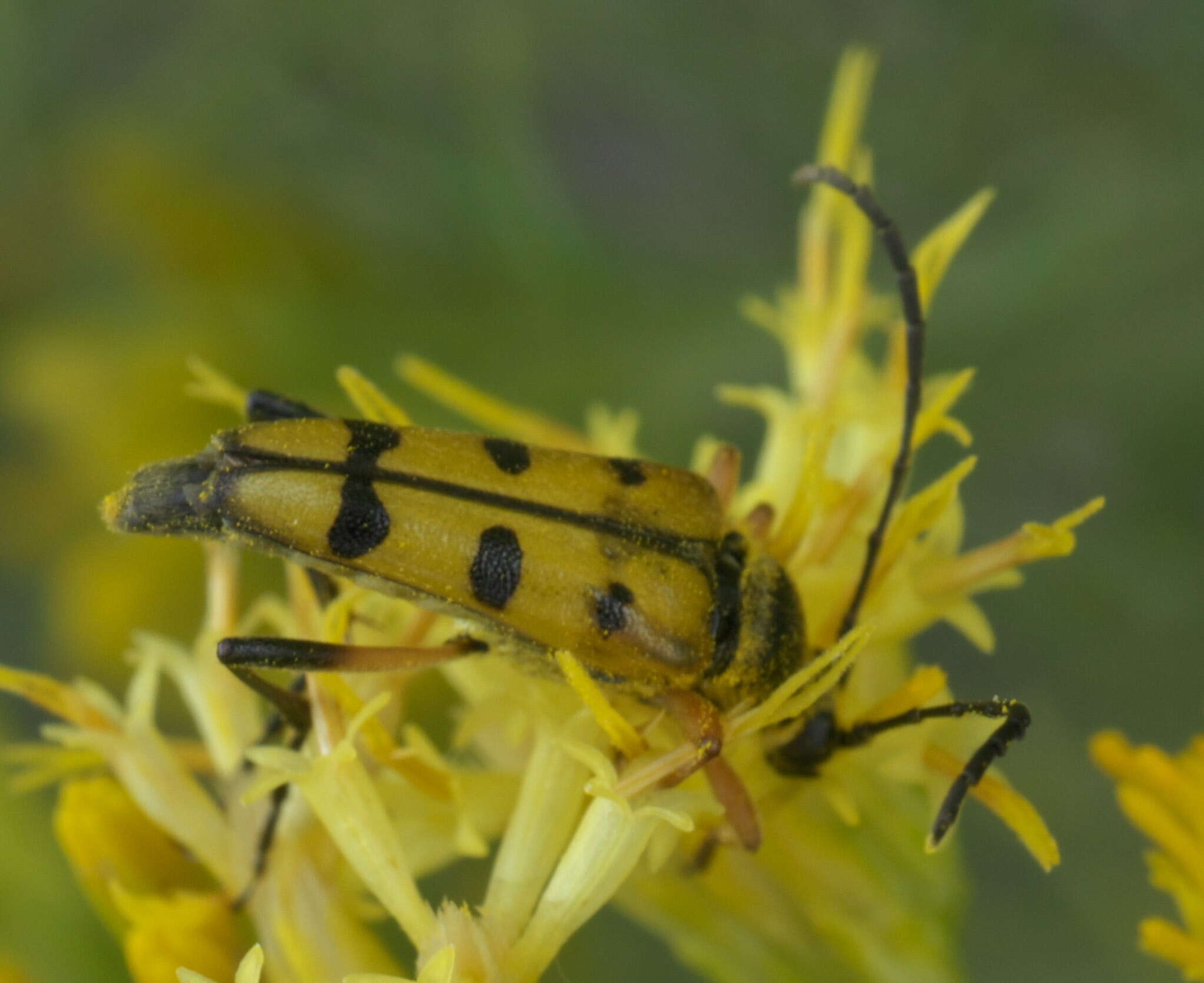 Imagem de Typocerus balteatus Horn 1878