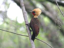 Image of Pale-crested Woodpecker