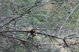 Image of Olearia virgata var. lineata Kirk