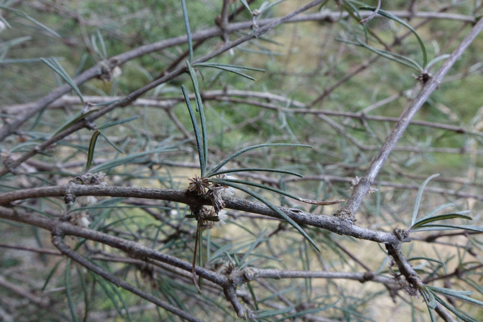 Image of Olearia virgata var. lineata Kirk