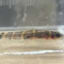Image of Fire-eyed loach