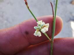 صورة Eriogonum tenellum Torrey