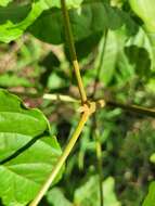 صورة Handroanthus cristatus (A. H. Gentry) S. O. Grose