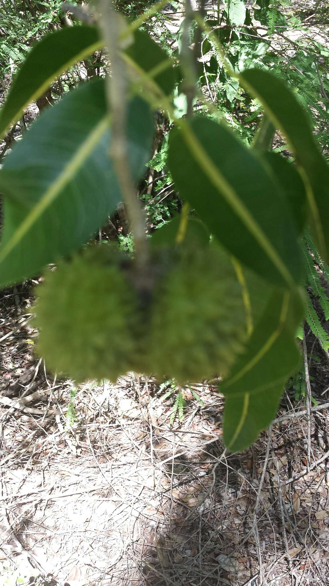 Rhopalocarpus lucidus Bojer resmi