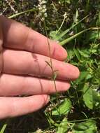 Image of whorled milkwort