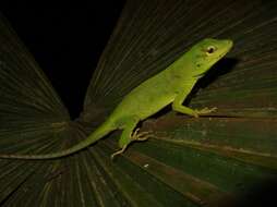 Anolis parvauritus (Williams 1966)的圖片