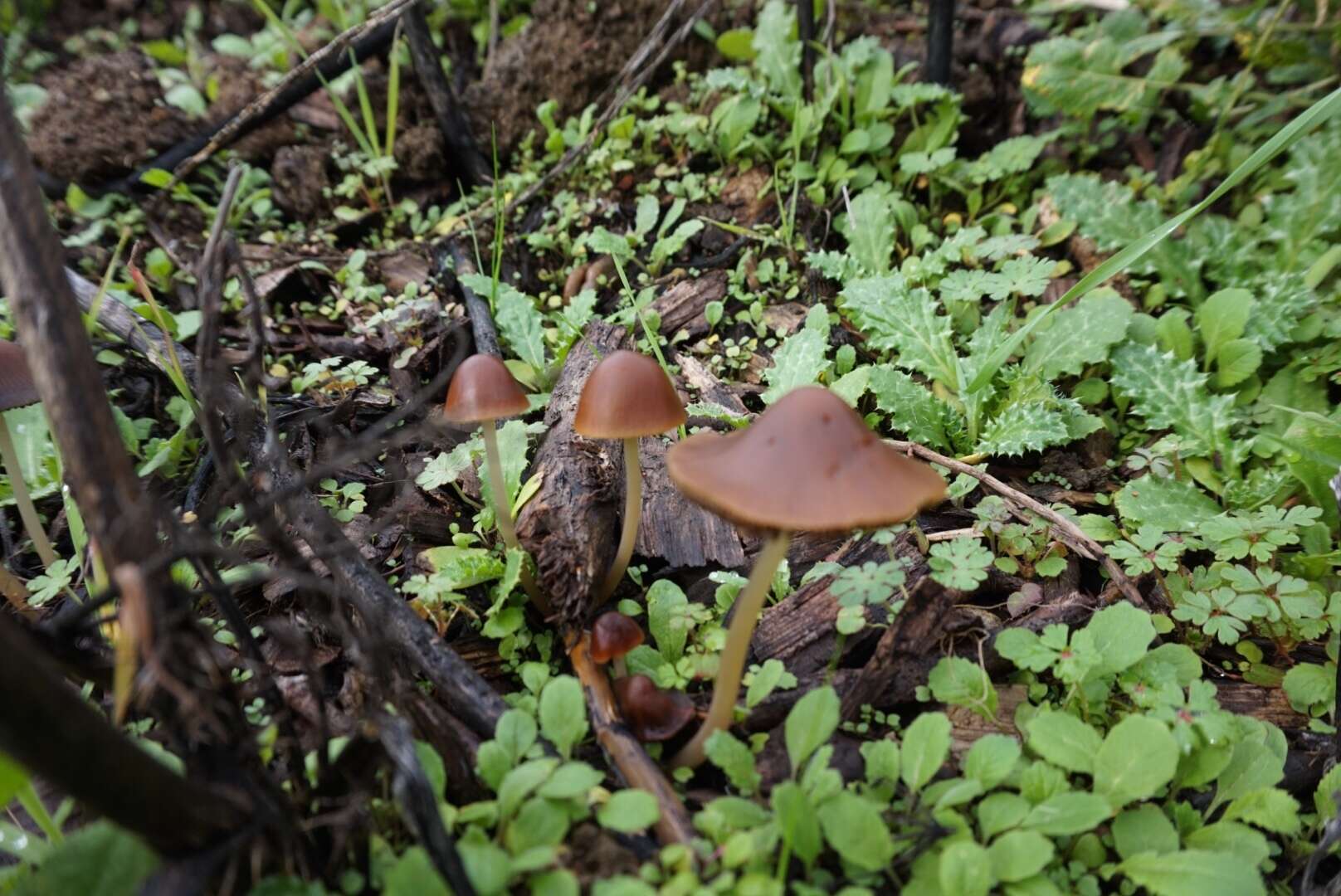 Image de Psathyrella atrospora A. H. Sm. 1972