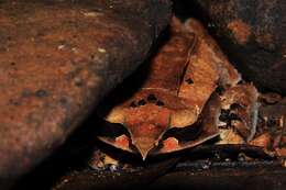 Image of Borneon Horned Frog