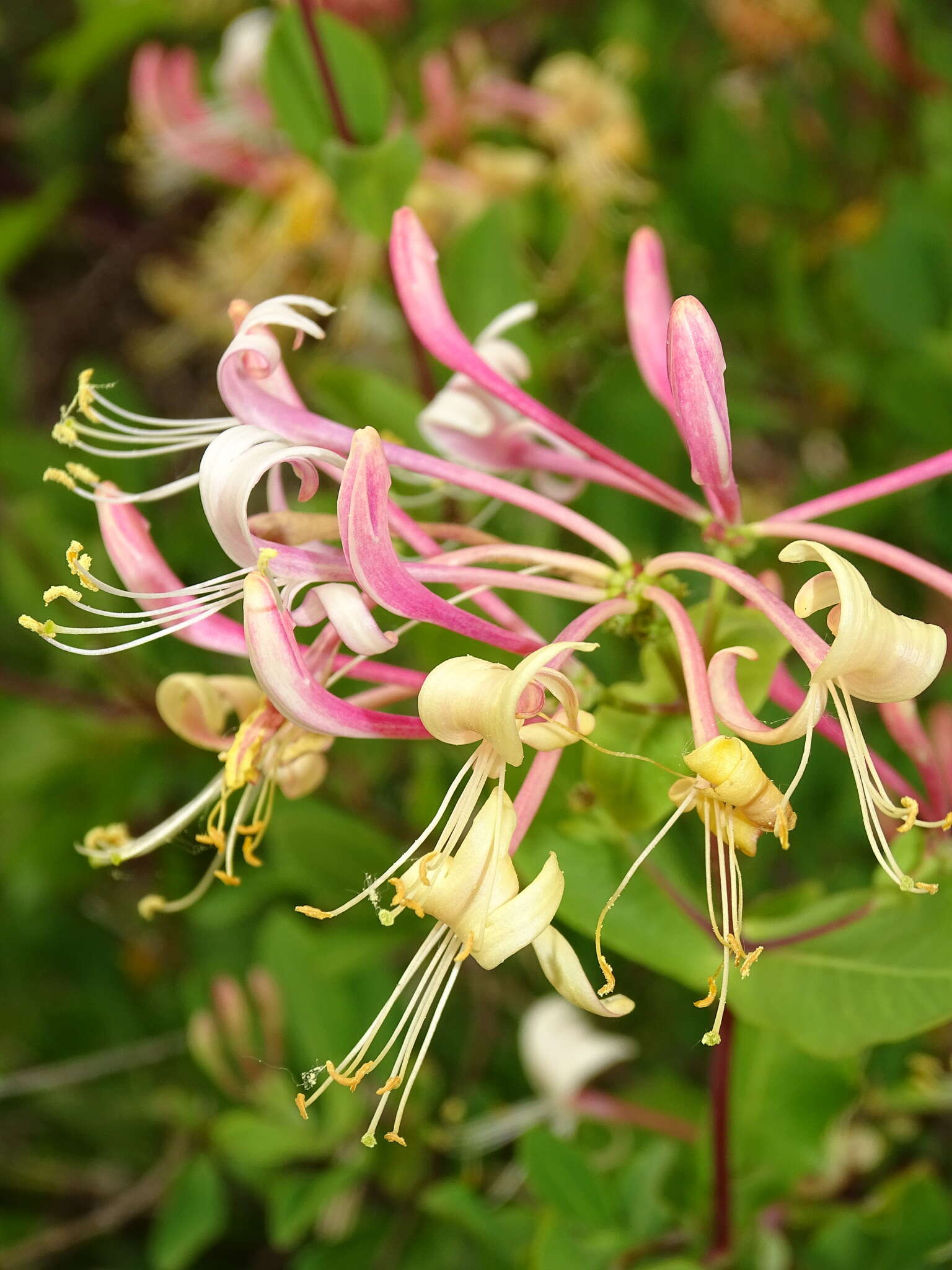 Image of Etruscan honeysuckle