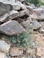 Image de Brickellia coulteri A. Gray