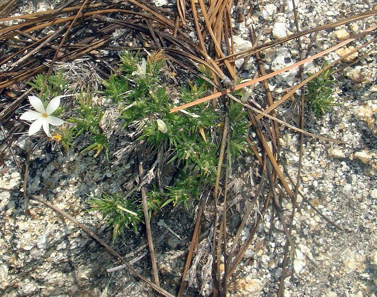 Image of San Jacinto prickly phlox