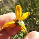 Imagem de Electranthera parvifolia (S. F. Blake) Mesfin, Crawford & Pruski