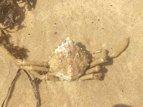 Image of Spider Crabs